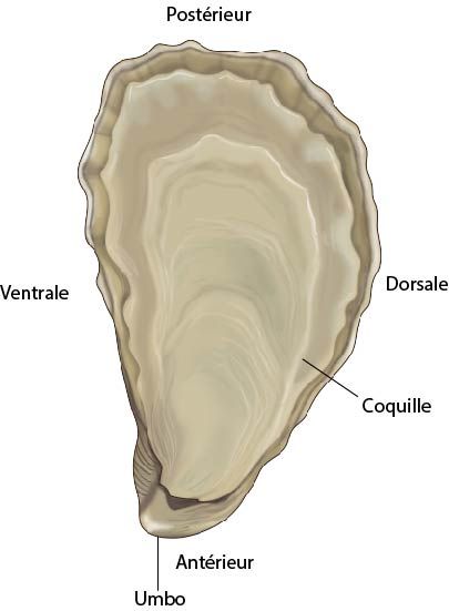 Anatomie externe de l'huître