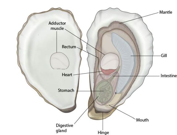 Oyster internal anatomy