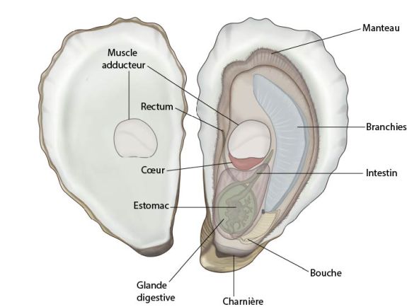 Anatomie interne de l'huître 