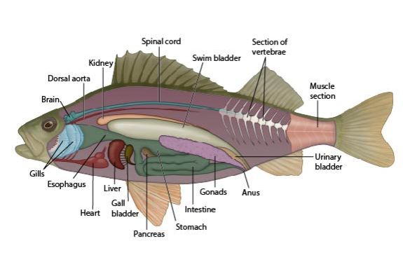 Perch (Perca sp.) internal anatomy