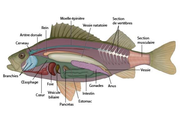 Anatomie interne de la perchaude (Perca sp.)