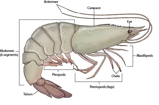Shrimp external anatomy