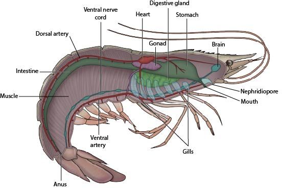 Shrimp internal anatomy