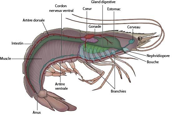 Anatomie interne de la crevette