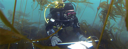 A scuba diver conducts scientific research underwater.