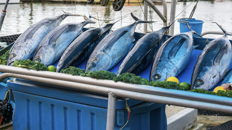 Bluefin Tuna for sale in market