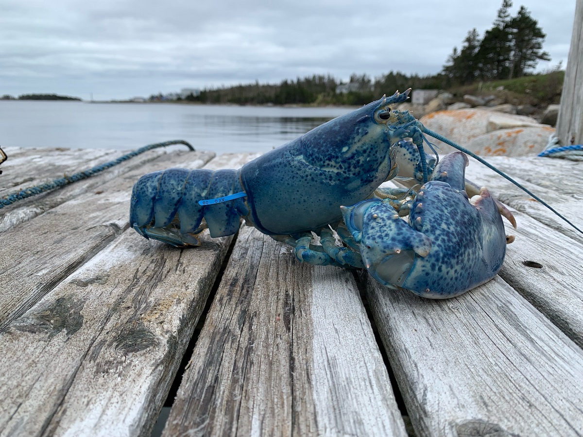 Blue American Lobster