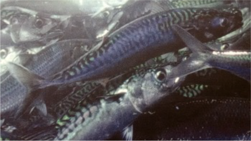 Atlantic Mackerel