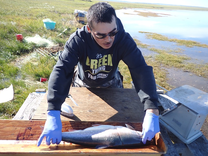 Fisheries monitor Ian Green from Paulatuk, NWT stationed at the mouth of the Hornaday River