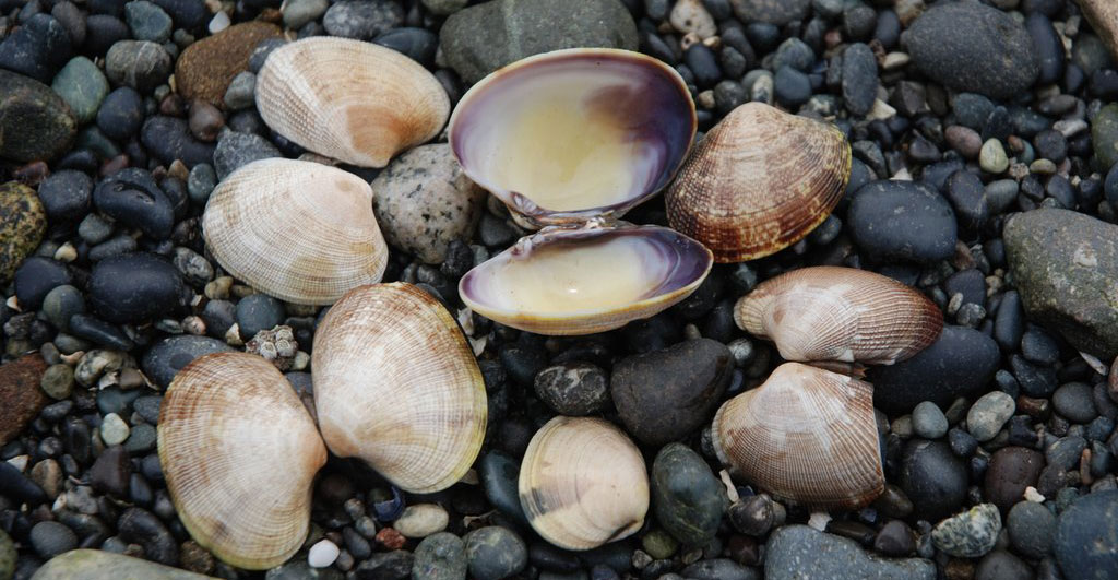 Manila clams on a beach