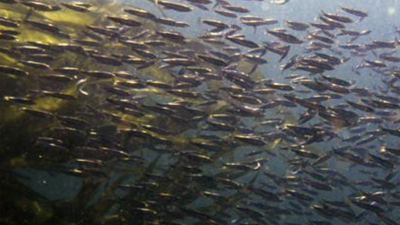 Pacific Herring