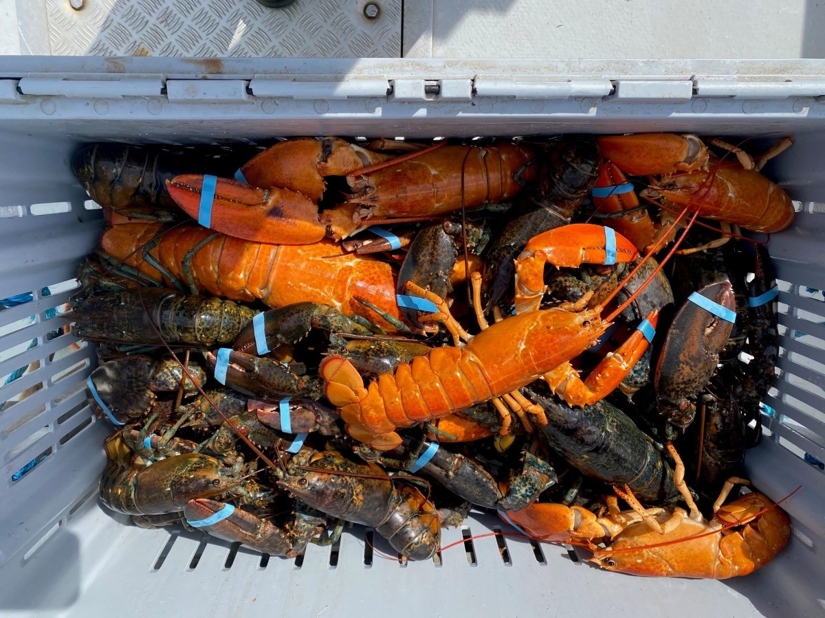 American Lobsters in a basket with their claws banded