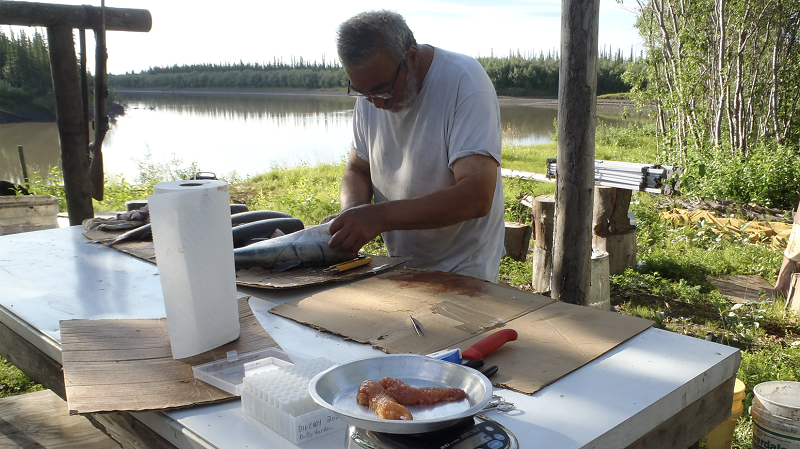 Arctic Char monitor Harry Carmichael taking fish samples along the Rat River, Northwest Territories