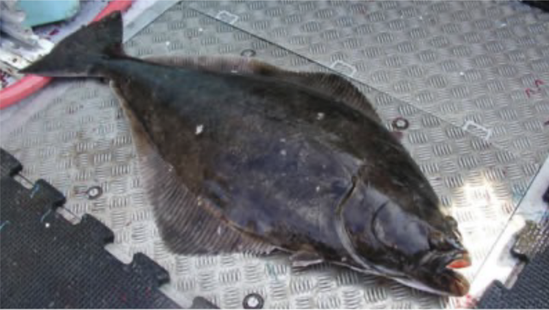 Atlantic Halibut