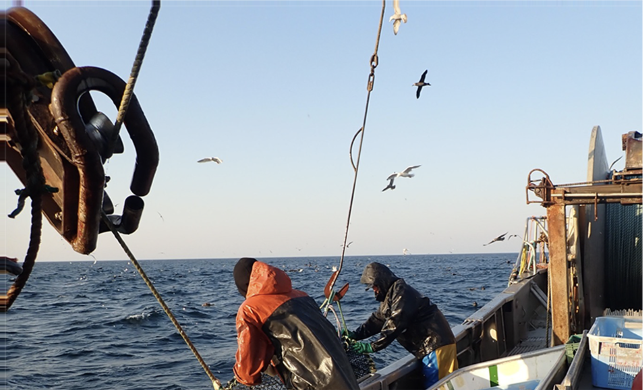 Sablefish survey