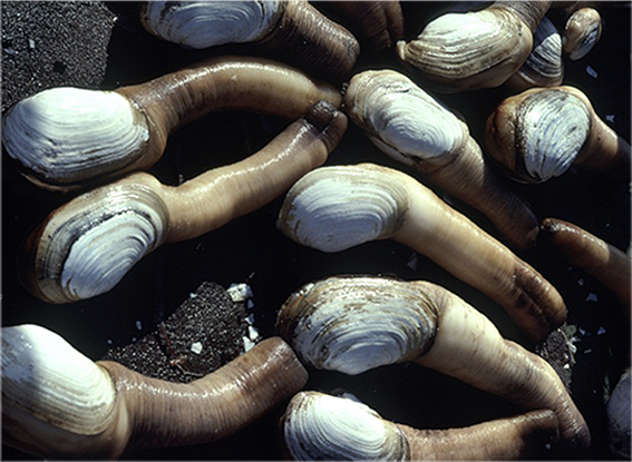 Geoduck Clam