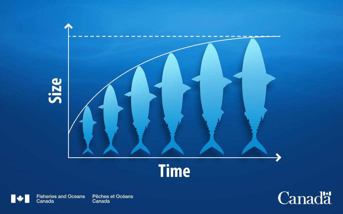 individual growth models