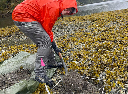 Scientist digging for clams during a survey