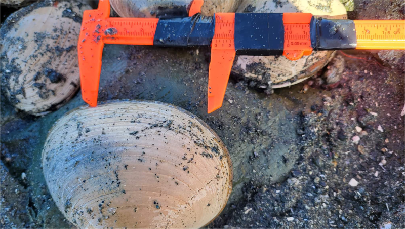 Measuring caliper beside a clam during a survey