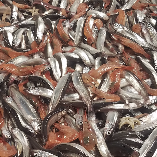 A pile of shrimp and capelin