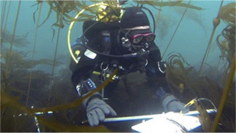 A scuba diver conducting scientific research underwater