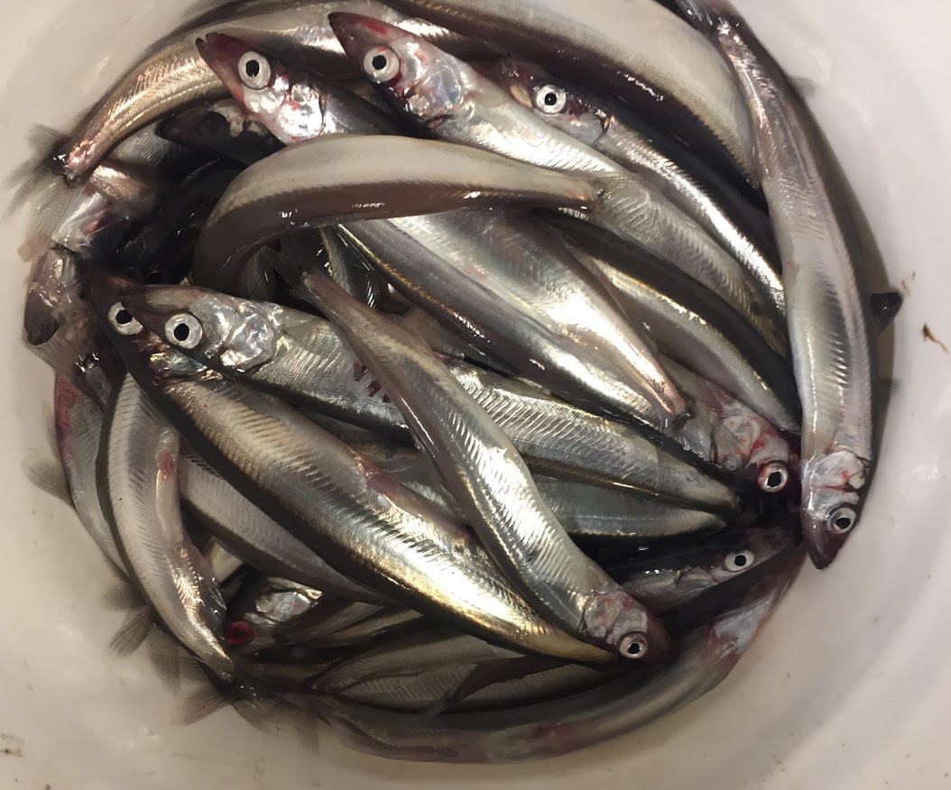 Capelin in a bucket