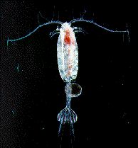 copepod