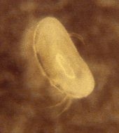 Ostracode