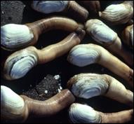 Geoduck clams