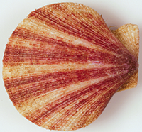 Iceland Scallop