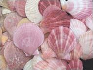 Pink and spiny scallops