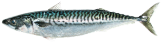 An Atlantic Mackerel with black and metalic-blue stripes. Refer to physical description.