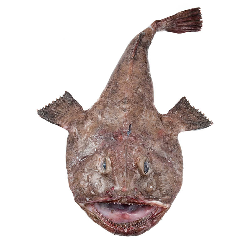 Photo of a Monkfish. © iStock