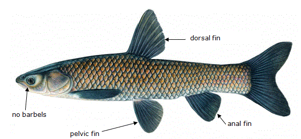 Article – Multiple Lines for Common Carp In Canada – Canadian Carp