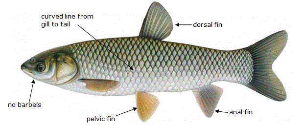 All Fishing Buy, Common carp identification, Habitats, Fishing