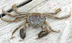 Crabe chinois à mitaine