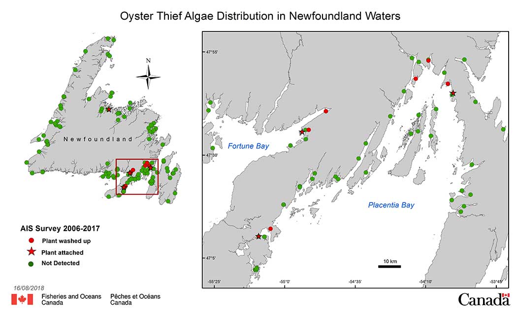 Oyster Thief AlgaeDistribution in Newfoundland Waters.