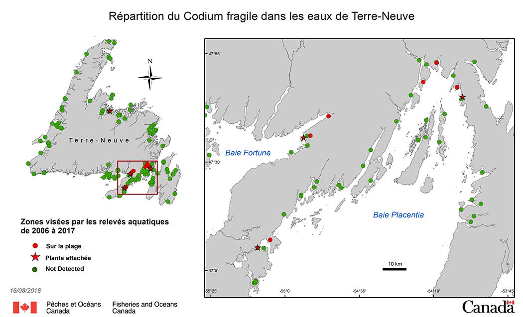 Répartition du Codium Fragile dans les eaux de Terre-Neuve