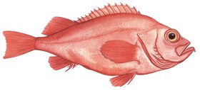 SS84S - Redfish, Bonefish, Snapper Net, 84