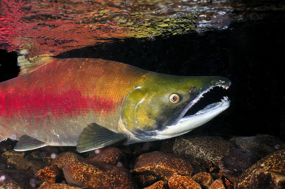 Sockeye Salmon