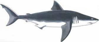Casco Shark Raw black and white models Dénia - Dénia.com