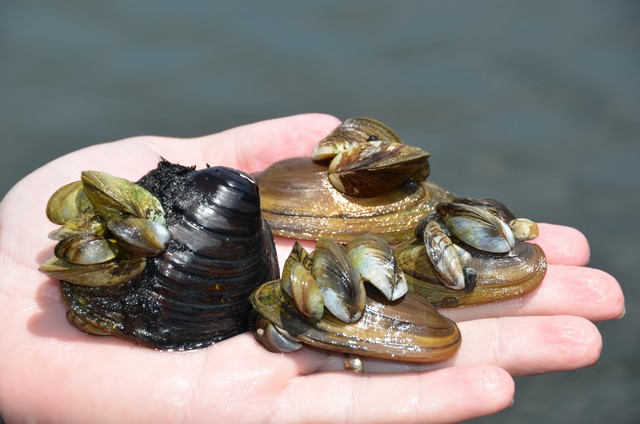 Invasive mussels on native mussels