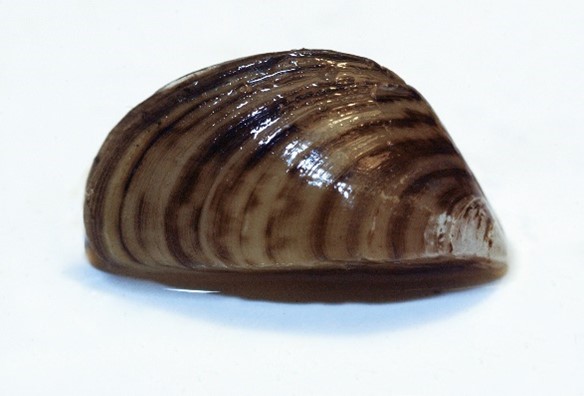 La moule : caractéristiques de ce mollusque