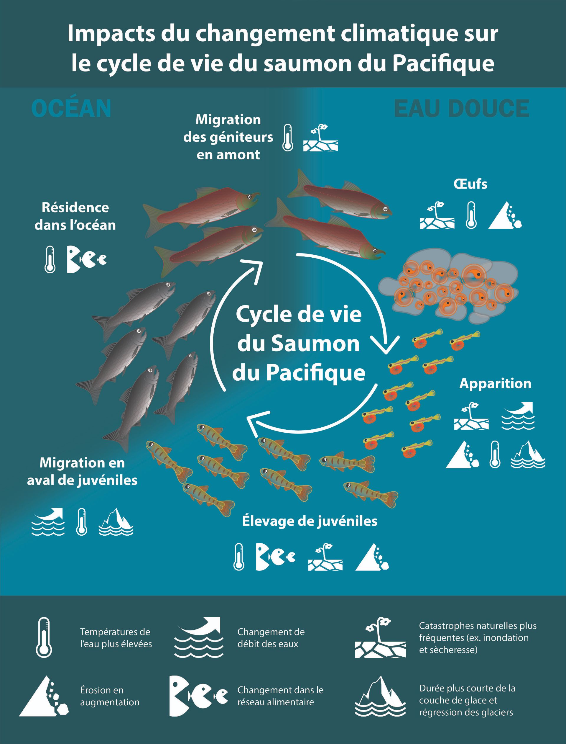 Impacts des changements climatiques sur l’ensemble du cycle de vie du saumon du Pacifique.