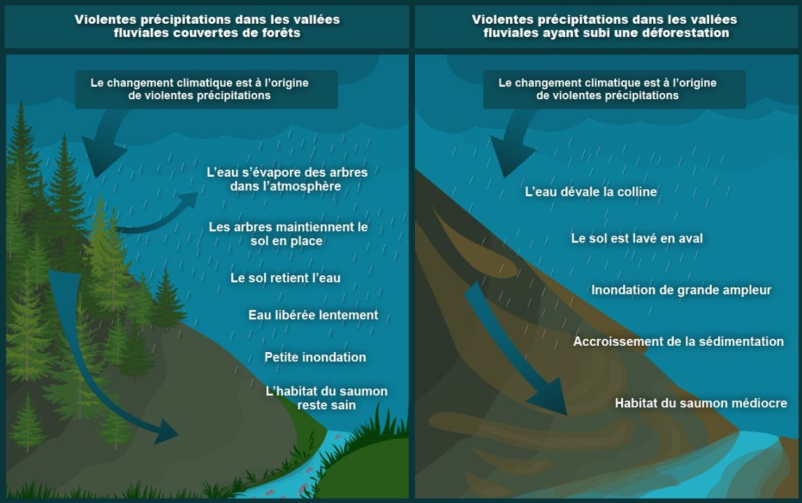 Effets de la déforestation pendant des pluies diluviennes