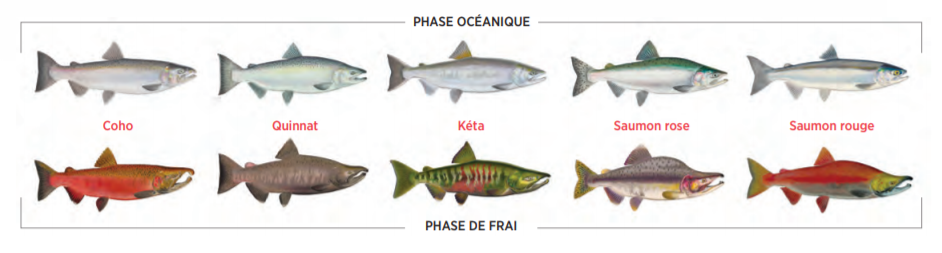 La figure montre la phase océanique et la phase de frai du saumon coho, du saumon quinnat, du saumon kéta, du saumon rose et du saumon rouge