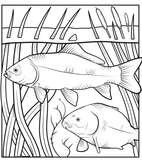 Illustration of two Bigmouth Buffalo (fish) swimming amongst leafy rooted aquatic vegetation that also emerges above the water surface.
