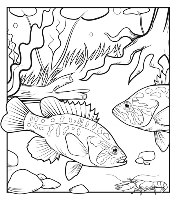 Illustration of two Warmouth (fish) swimming among aquatic vegetation.