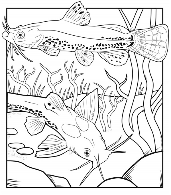 Illustration de deux Madtom (poissons) du Nord nageant parmi la végétation aquatique avec quelques petits rochers au fond.