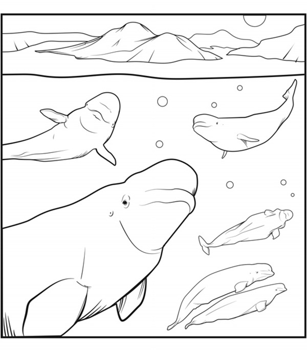 Illustration de six bélugas de différentes tailles sous l'eau avec de la glace au-dessus.
